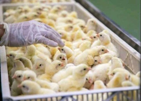 Poultry Farmers Demand Structural Reforms Beyond Government Handouts to Fix Sector