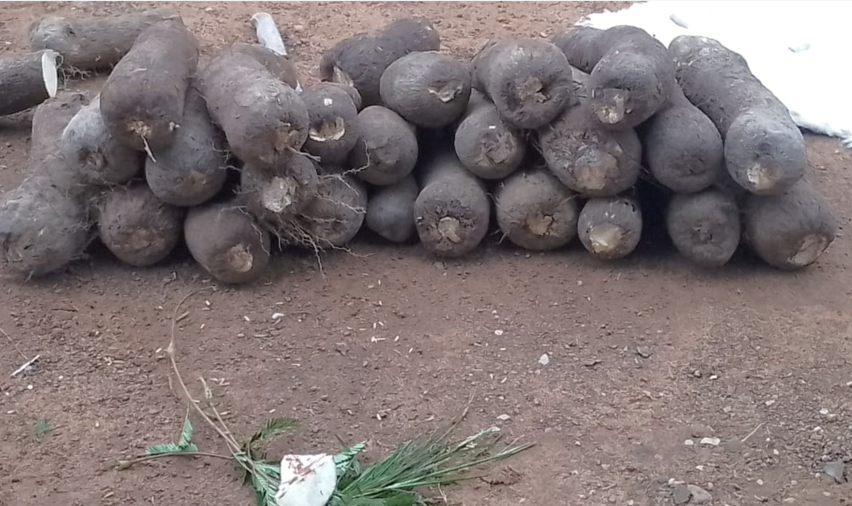 Dambai opens new yam season with traditional rites, boosting trade in Oti Region