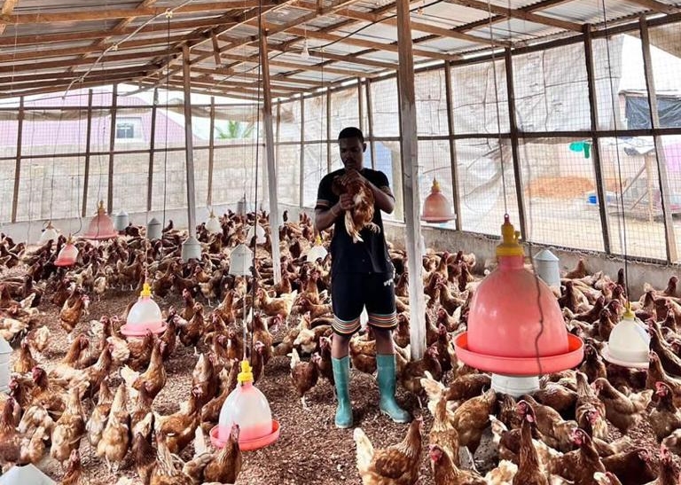 Ghana's poultry sector plagued by policy-practice gap, warns industry chief