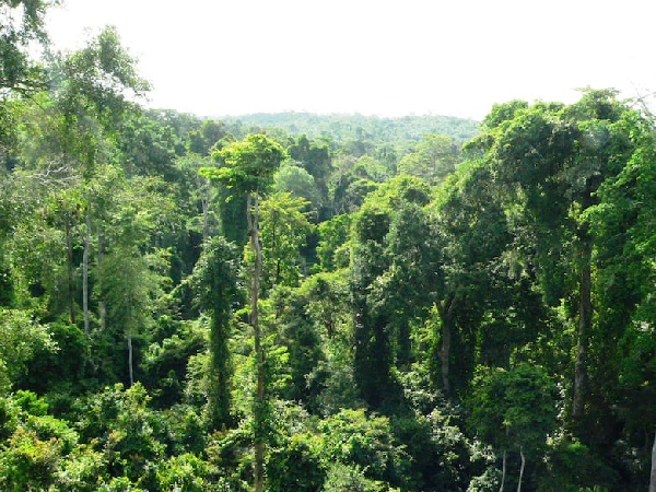 Ghana's Foresters Push for Stronger Legal Protections After Achimota Forest Victory