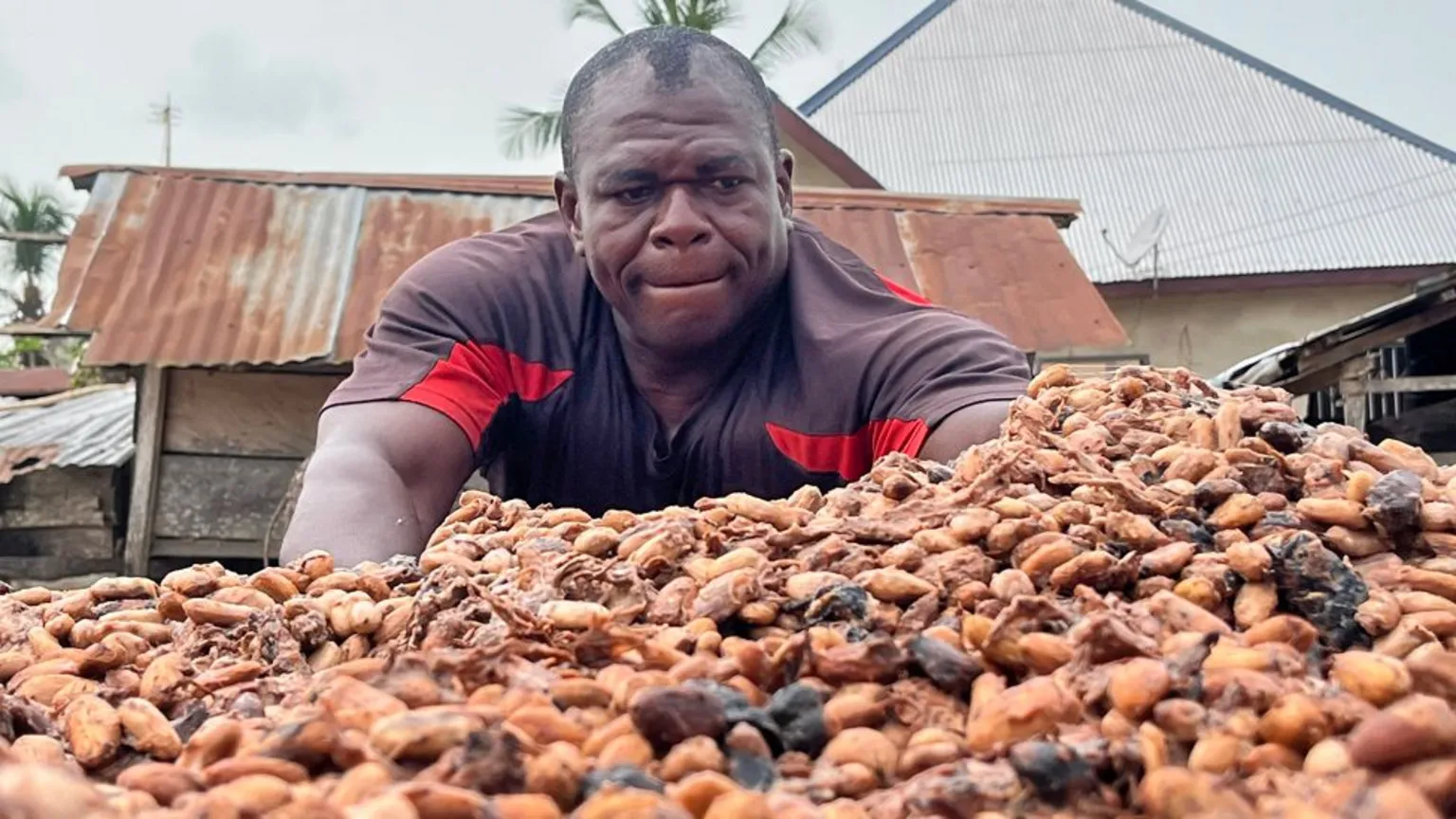 Cocoa farmers demand delay on new protective Bill, citing confusion and livelihood fears