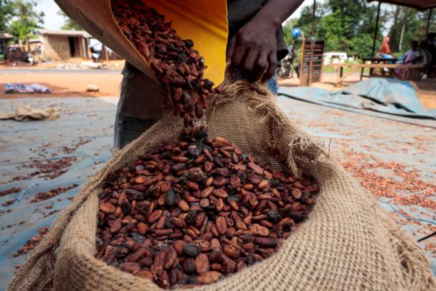 CMC launches round-the-clock cocoa operations to slash export delays and boost farmer payments