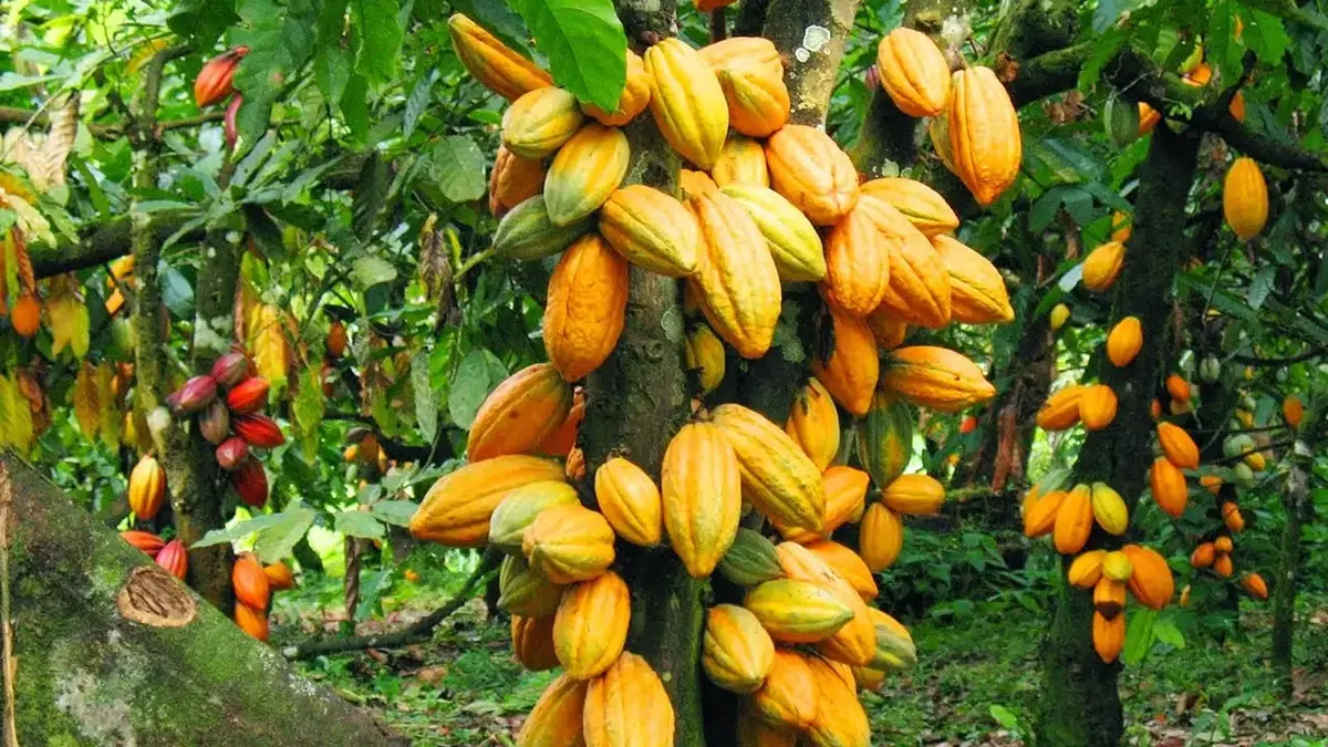 Ghana's cocoa sector under threat as farmers push for urgent parliamentary action on protection bill
