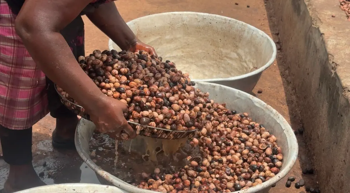 Shea sector at crossroads: Tamale women demand finance reform and tree protection ahead of 2026 expo