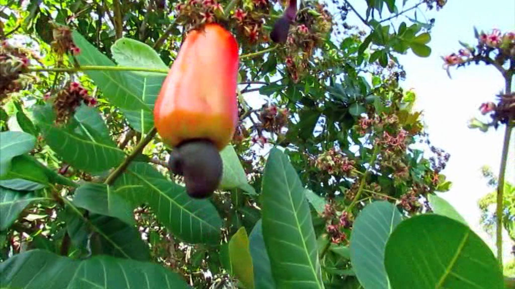 Ghana's Cashew Gold Rush Slipping Away: How Côte d'Ivoire is Stealing the Prize