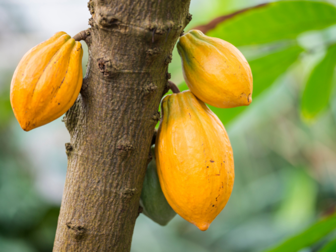 COCOBOD Raises Cocoa Price to GH₵42,400 as New Financing Reforms Take Shape
