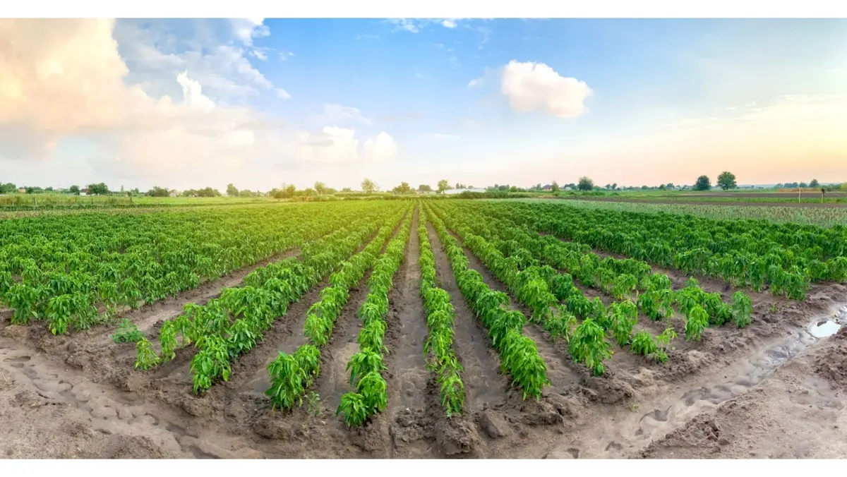 Ghana's Agribusiness Potential: Why Farmers Miss Out on Growth Opportunities