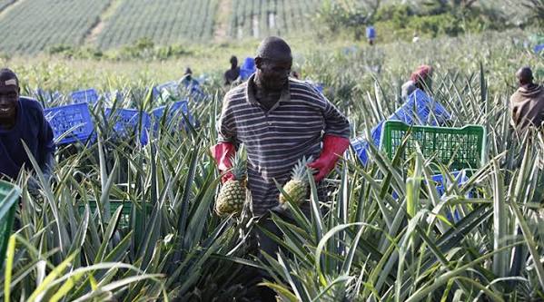 From idle machines to 24-hour production: How Ekumfi Fruits could transform Ghana's agro-industrial future