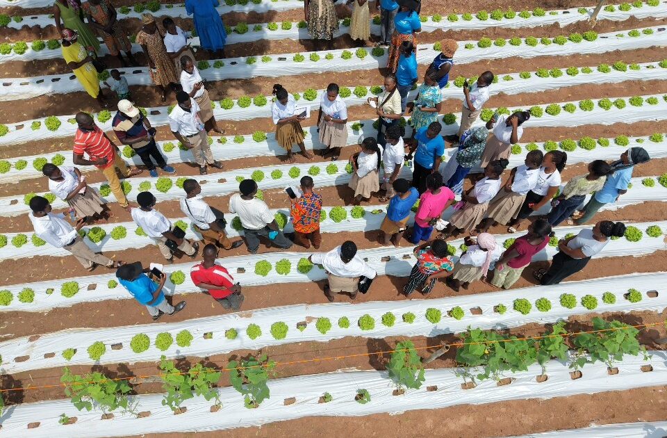 Dutch-backed horticulture project transforms Ghanaian farming with climate-smart technology and business skills