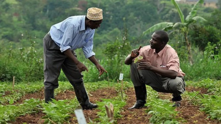 Africa's Food Systems Hold Key to Youth Employment Crisis: Ghana Must Seize the Opportunity