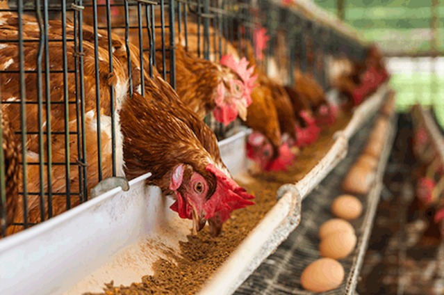 Christmas poultry prices set to jump 15% as feed costs squeeze Ghana's farmers